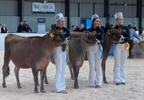 More success for young West Devon livestock exhibitors
