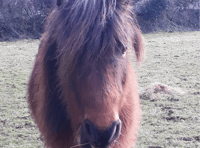 Recycling gadgets helps rehome ponies