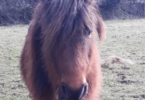Recycling gadgets helps rehome ponies