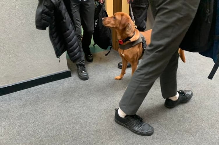 drugs dog