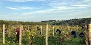 The community hoping to make their own wine