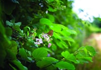 Up to £3 million up for grabs to help create and restore habitats