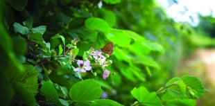 Up to £3 million up for grabs to help create and restore habitats