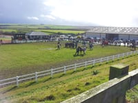 Horses back on track after festive break