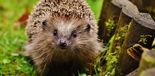 Quiz raises £200 for hedgehogs