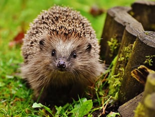 Quiz raises £200 for hedgehogs