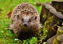 Quiz raises £200 for hedgehogs