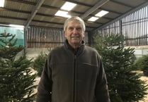 Christmas 'definitely not cancelled' on Tamar Valley Xmas tree farm