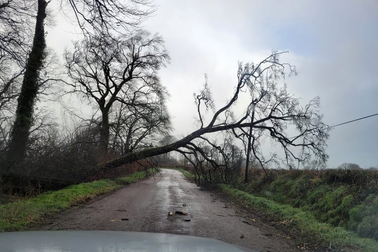 tree down Halwill Junction Jamie Wilson