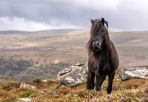 Charity steps in with incentives to support native Dartmoor ponies