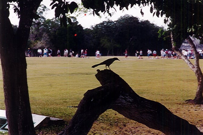 Bird in park