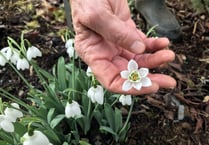 The Garden House shows off snowdrops