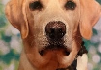 Tails of a school dog