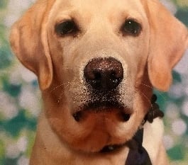 Tails of a school dog