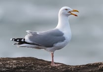 Dartmouth teen attacked sailor who tried to stop yobs killing seagull