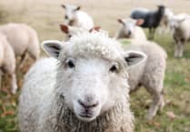 New ‘sheep worrying’ laws backed by council and police