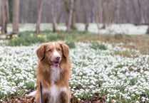 National Trust opens survey into dog-friendly places in the South West