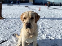 Tails of a school dog