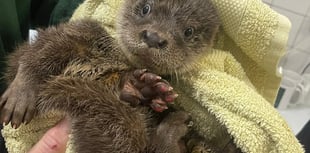Otter rescue centre appeal
