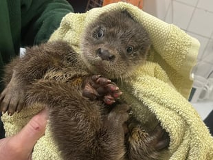Otter rescue centre appeal
