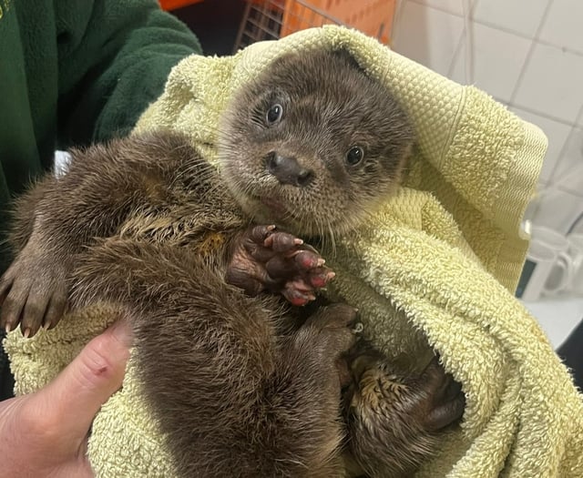 Otter rescue centre appeal