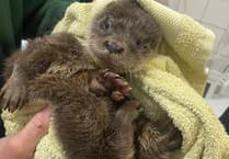 Devon otter rescue centre appeal
