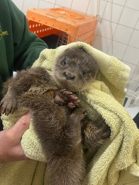 Name this orphaned otter found in Tavistock - now being rehabilitated by the UK Wild Otter Trust.