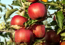 Come and take a piece of Cotehele's Mother Orchard this weekend