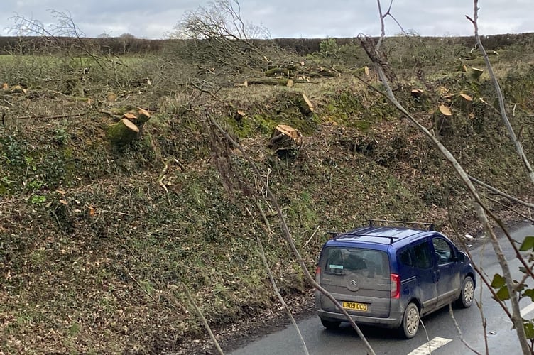 Callington Road chopped down trees Guy