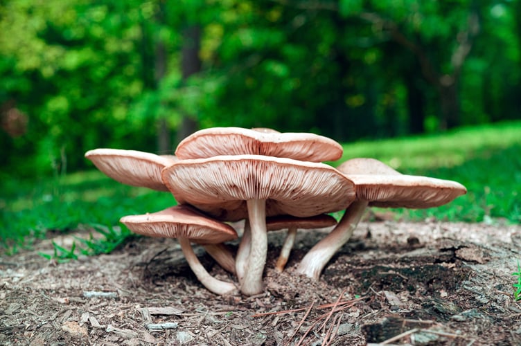 Fungi