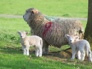 Dog owners advised that livestock worrying laws have changed
