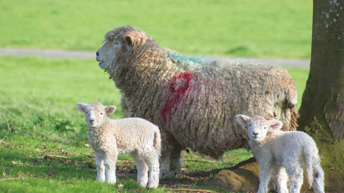 Dog owners advised that livestock worrying laws have changed