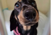 Westmoor Vets Braveheart Award goes to Dottie the dashshund