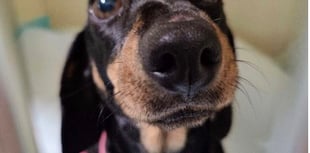 Westmoor Vets Braveheart Award goes to Dottie the dashshund