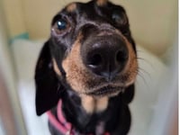 Westmoor Vets Braveheart Award goes to Dottie the dashshund