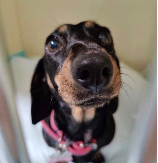 Westmoor Vets Braveheart Award goes to Dottie the dashshund