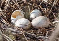 LETTER TO THE EDITOR: Swaling conflicts with nesting season