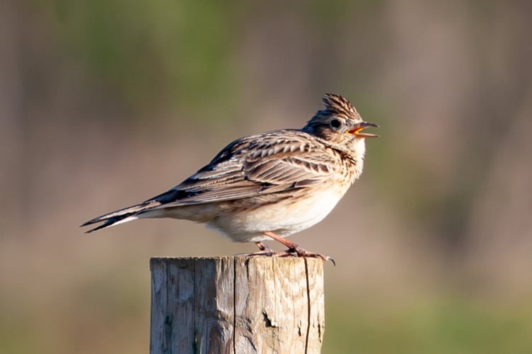 Skylark