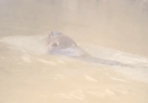 Beaver seen in the Tamar 