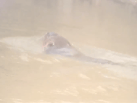 Beaver seen in the Tamar 