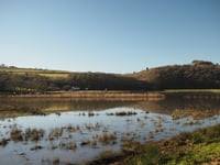 Calstock parish council set to investigate return of insect plague