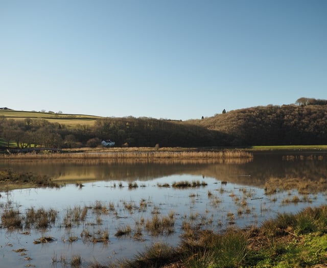 Calstock parish council set to investigate return of insect plague