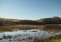 Calstock parish council set to investigate return of insect plague