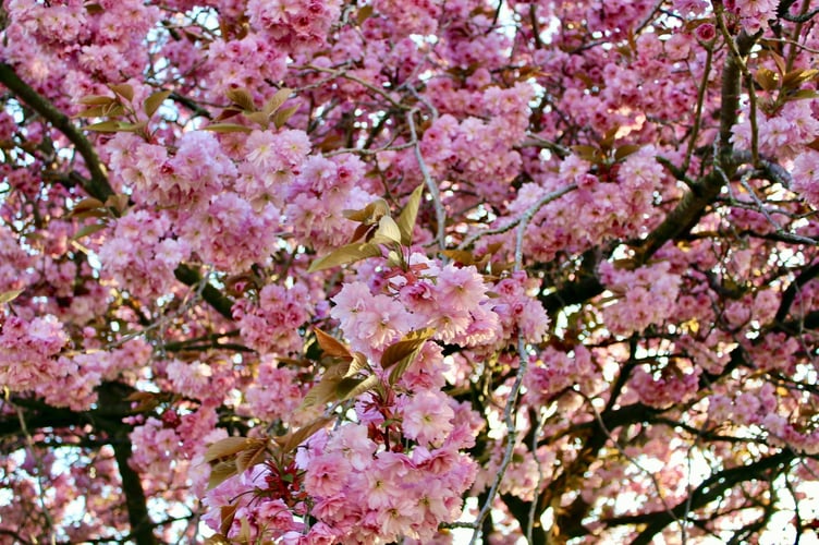 Cherry tree