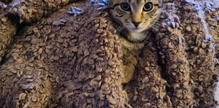 Bertie: Westmoor Vets Braveheart of the Month