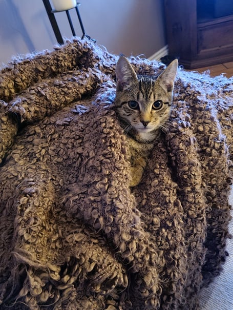 Bertie the cat