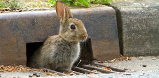 Devon wildlife watchers needed this spring