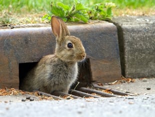 Devon wildlife watchers needed this spring