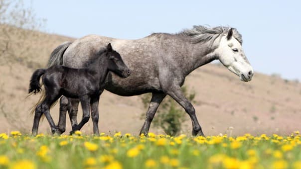 Aktivisten begrüßen „Atempause“ für Dartmoor-Ponys