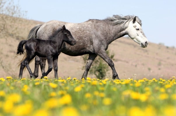 Campaigners welcome 'reprieve' for moorland ponies